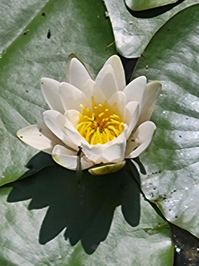 Dhamma-retreat In * Berlin